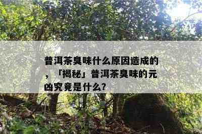 普洱茶臭味什么原因造成的，「揭秘」普洱茶臭味的元凶究竟是什么？