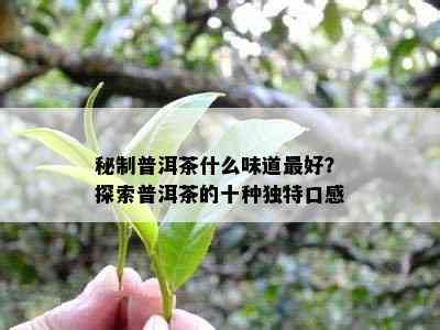 秘制普洱茶什么味道更好？探索普洱茶的十种独特口感