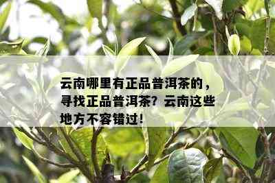 云南哪里有正品普洱茶的，寻找正品普洱茶？云南这些地方不容错过！