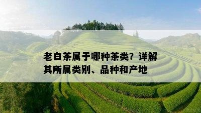 老白茶属于哪种茶类？详解其所属类别、品种和产地