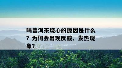 喝普洱茶烧心的原因是什么？为何会出现反酸、发热现象？