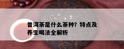 普洱茶是什么茶种？特点及养生喝法全解析