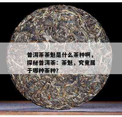 普洱茶茶魁是什么茶种啊，探秘普洱茶：茶魁，究竟属于哪种茶种？