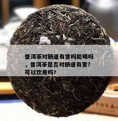 普洱茶对肠道有害吗能喝吗，普洱茶是否对肠道有害？可以饮用吗？