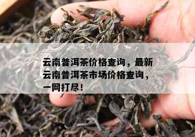 云南普洱茶价格查询，最新云南普洱茶市场价格查询，一网打尽！