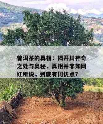 普洱茶的真相：揭开其神奇之处与奥秘，真相并非如网红所说，到底有何优点?