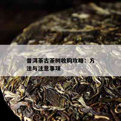 普洱茶古茶树收购攻略：方法与注意事项