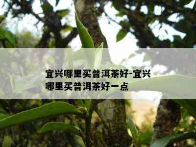 宜兴哪里买普洱茶好-宜兴哪里买普洱茶好一点