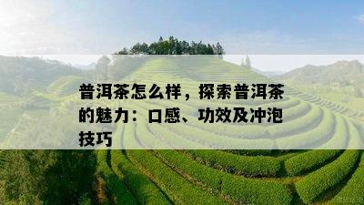 普洱茶怎么样，探索普洱茶的魅力：口感、功效及冲泡技巧