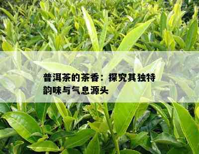 普洱茶的茶香：探究其独特韵味与气息源头