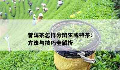 普洱茶怎样分辨生或熟茶：方法与技巧全解析