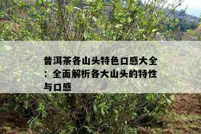 普洱茶各山头特色口感大全：全面解析各大山头的特性与口感