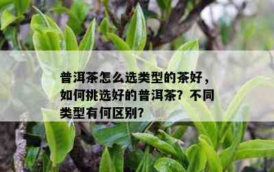 普洱茶怎么选类型的茶好，如何挑选好的普洱茶？不同类型有何区别？