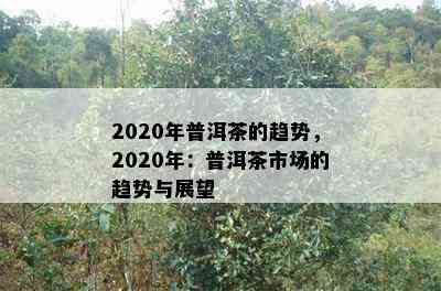 2020年普洱茶的趋势，2020年：普洱茶市场的趋势与展望