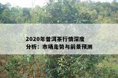 2020年普洱茶行情深度分析：市场走势与前景预测