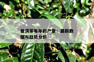 普洱茶每年的产量：最新数据与趋势分析