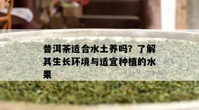 普洱茶适合水土养吗？了解其生长环境与适宜种植的水果