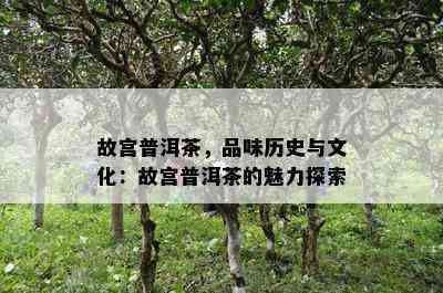 故宫普洱茶，品味历史与文化：故宫普洱茶的魅力探索