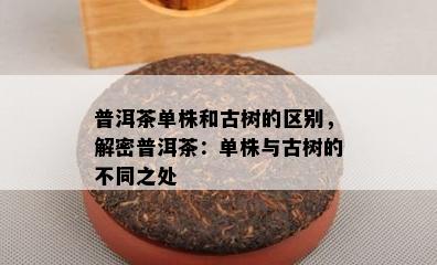 普洱茶单株和古树的区别，解密普洱茶：单株与古树的不同之处