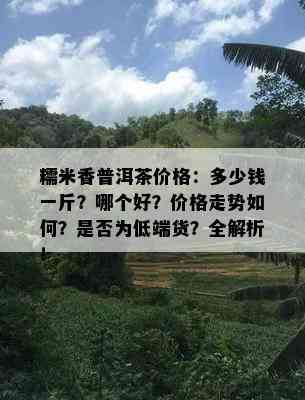 糯米香普洱茶价格：多少钱一斤？哪个好？价格走势如何？是否为低端货？全解析！