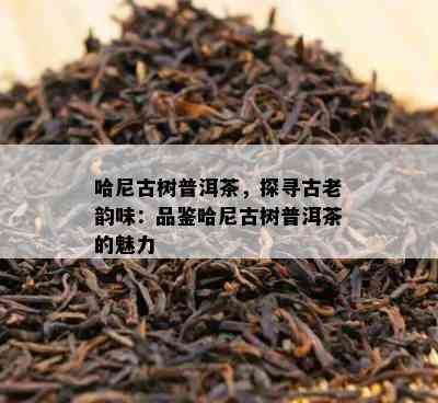 哈尼古树普洱茶，探寻古老韵味：品鉴哈尼古树普洱茶的魅力