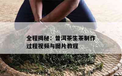 全程揭秘：普洱茶生茶制作过程视频与图片教程