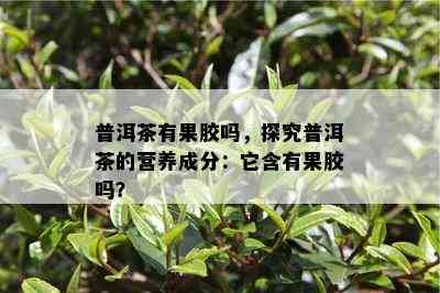 普洱茶有果胶吗，探究普洱茶的营养成分：它含有果胶吗？