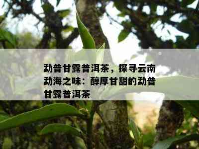 勐普甘露普洱茶，探寻云南勐海之味：醇厚甘甜的勐普甘露普洱茶