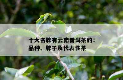 十大名牌有云南普洱茶的：品种、牌子及代表性茶