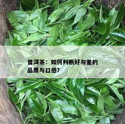 普洱茶：如何判断好与差的品质与口感？