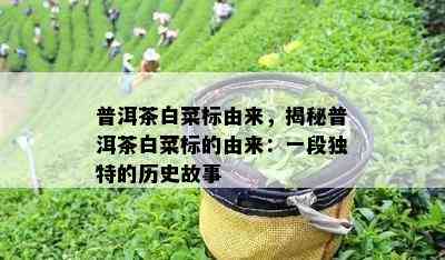 普洱茶白菜标由来，揭秘普洱茶白菜标的由来：一段独特的历史故事