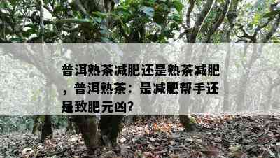 普洱熟茶减肥还是熟茶减肥，普洱熟茶：是减肥帮手还是致肥元凶？