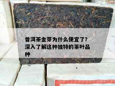 普洱茶金芽为什么便宜了？深入了解这种独特的茶叶品种