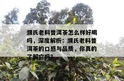 濮氏老料普洱茶怎么样好喝吗，深度解析：濮氏老料普洱茶的口感与品质，你真的了解它吗？