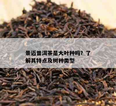 景迈普洱茶是大叶种吗？了解其特点及树种类型