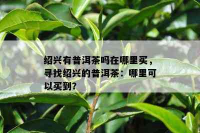 绍兴有普洱茶吗在哪里买，寻找绍兴的普洱茶：哪里可以买到？