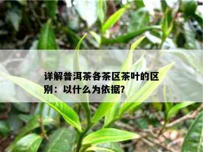 详解普洱茶各茶区茶叶的区别：以什么为依据？