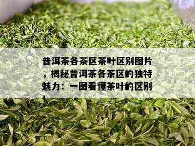 普洱茶各茶区茶叶区别图片，揭秘普洱茶各茶区的独特魅力：一图看懂茶叶的区别！