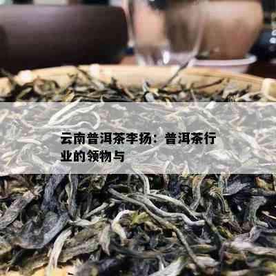 云南普洱茶李扬：普洱茶行业的领物与