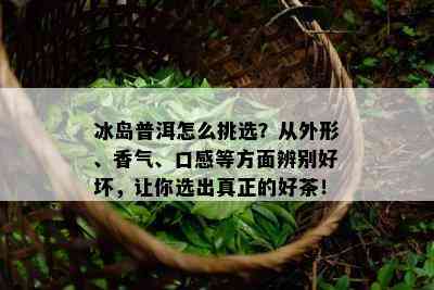 冰岛普洱怎么挑选？从外形、香气、口感等方面辨别好坏，让你选出真正的好茶！