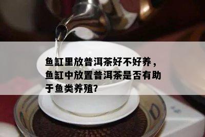 缸里放普洱茶好不好养，缸中放置普洱茶是否有助于类养殖？