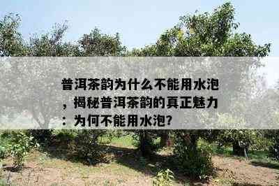 普洱茶韵为什么不能用水泡，揭秘普洱茶韵的真正魅力：为何不能用水泡？