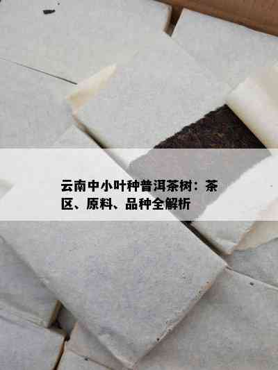 云南中小叶种普洱茶树：茶区、原料、品种全解析