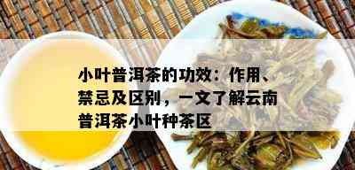 小叶普洱茶的功效：作用、禁忌及区别，一文了解云南普洱茶小叶种茶区