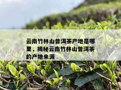 云南竹林山普洱茶产地是哪里，揭秘云南竹林山普洱茶的产地来源