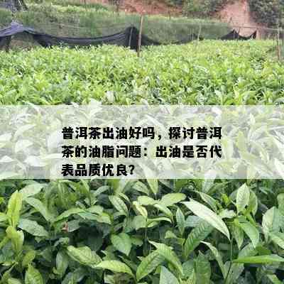 普洱茶出油好吗，探讨普洱茶的油脂问题：出油是否代表品质优良？