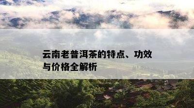 云南老普洱茶的特点、功效与价格全解析