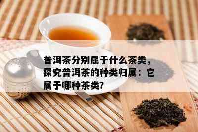 普洱茶分别属于什么茶类，探究普洱茶的种类归属：它属于哪种茶类？