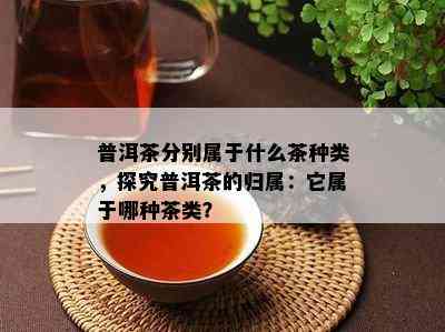 普洱茶分别属于什么茶种类，探究普洱茶的归属：它属于哪种茶类？