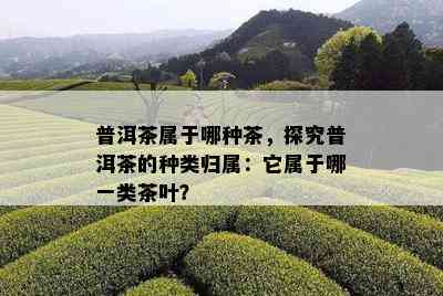 普洱茶属于哪种茶，探究普洱茶的种类归属：它属于哪一类茶叶？